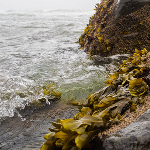 Sea Kelp Face Cream