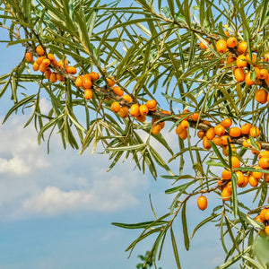 Travel Soap Bar - Seabuckthorn and Shea