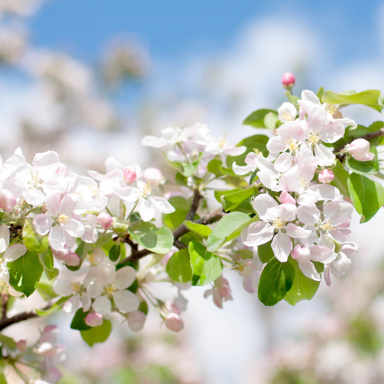 Apple Blossom