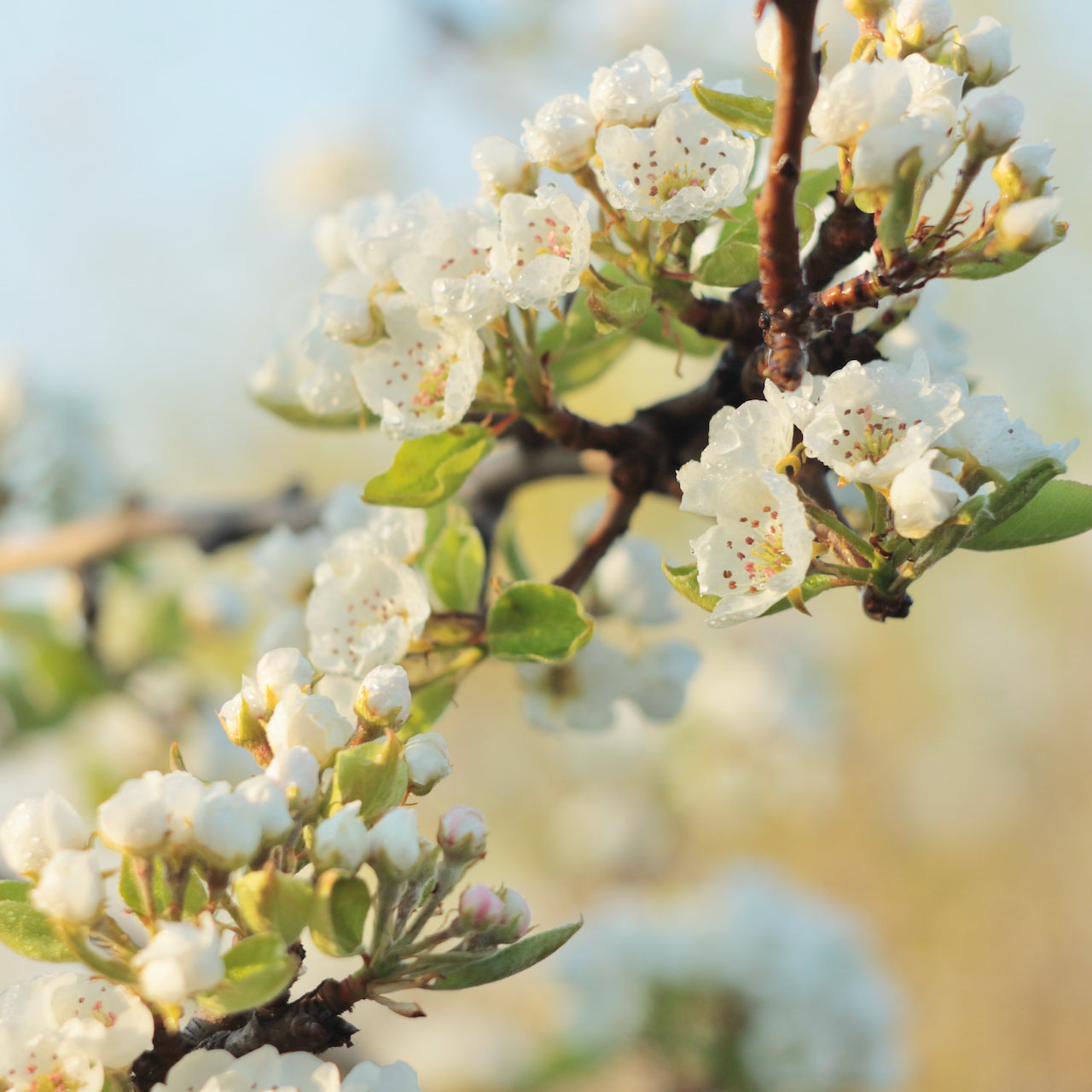 Pear Blossom